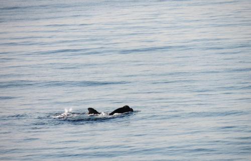 Kilátás, Blue Mountain Bay near Cape Point Nature Reserve Kilátás, Blue Mountain Bay near Cape Point Nature Reserve