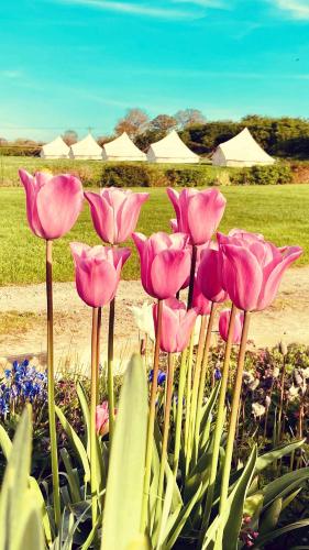 Entire Glamping Site inc Dinner, Bed & Breakfast for 10 in Chinnock Barat Entire Glamping Site inc Dinner, Bed & Breakfast for 10 in Chinnock Barat