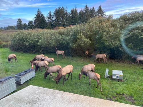 Curly Redwood Lodge in Crescent City Curly Redwood Lodge in Crescent City