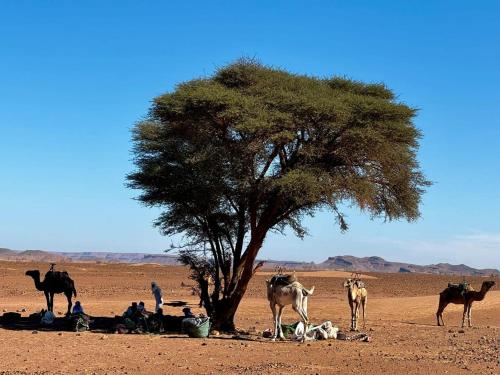 Adventure dans le desert in Tagounite Adventure dans le desert in Tagounite