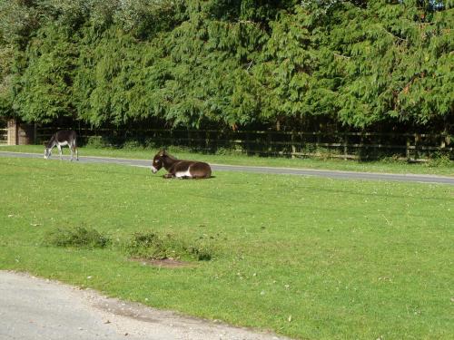 A környék, Cameron House in Landford A környék, Cameron House in Landford