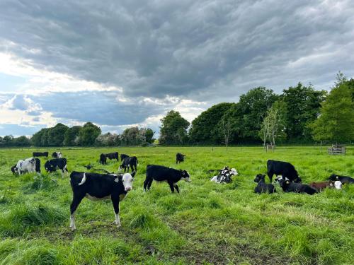 Woodview Lodge in Trim Woodview Lodge in Trim