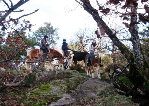 Horseback riding, Le Gite des Chevaliers in Sainte-Croix-aux-Mines Horseback riding, Le Gite des Chevaliers in Sainte-Croix-aux-Mines