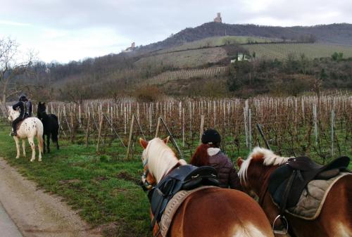 Horseback riding, Le Gite des Chevaliers in Sainte-Croix-aux-Mines Horseback riding, Le Gite des Chevaliers in Sainte-Croix-aux-Mines