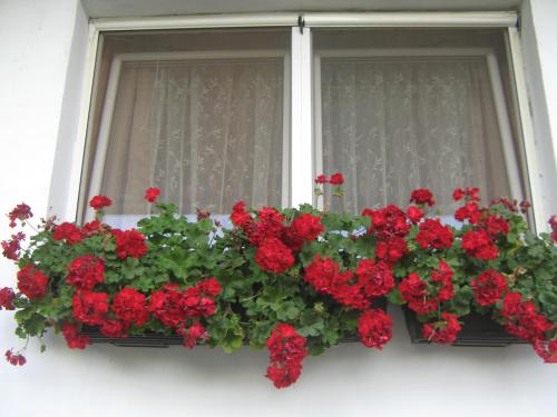 مرافق, Apartment Vistanova in Vrdnik مرافق, Apartment Vistanova in Vrdnik