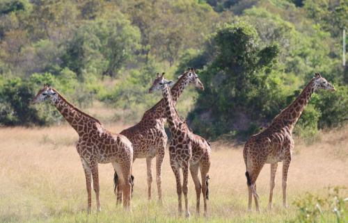 Wildlife friendly safari in Kinazi Wildlife friendly safari in Kinazi