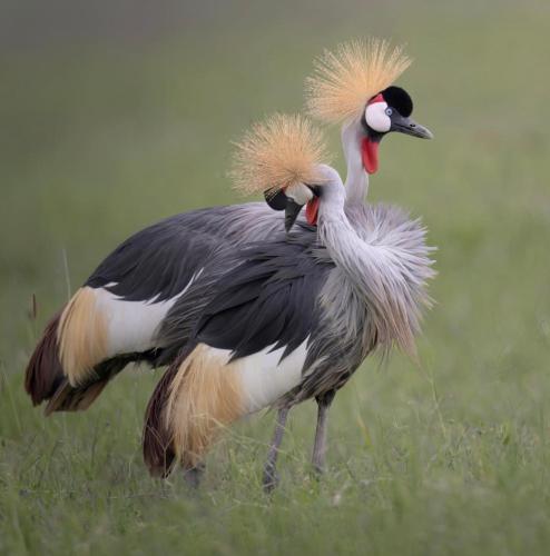 Wildlife friendly safari in Kinazi Wildlife friendly safari in Kinazi