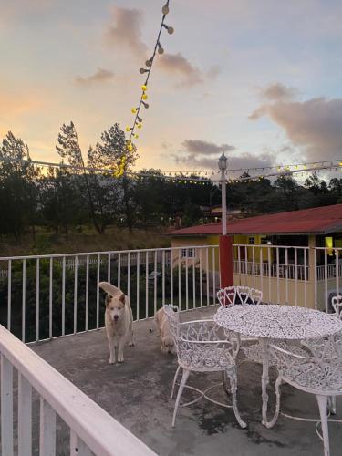 Volcano Pines Retreat in Alto Boquete Volcano Pines Retreat in Alto Boquete