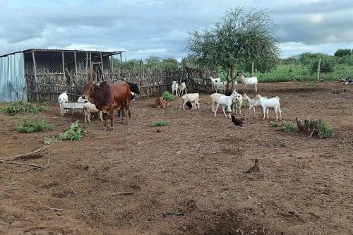 Kichuguu farmstay cottage in Tsavo Kichuguu farmstay cottage in Tsavo