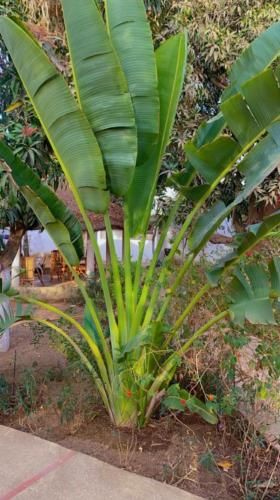 Le jardin de Adja in Ngaparou Le jardin de Adja in Ngaparou