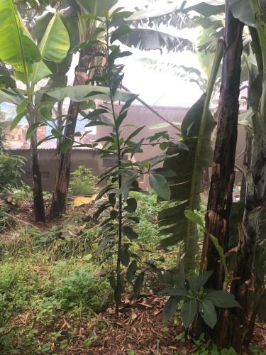Gorilla Homestay Kabale in Kabale Gorilla Homestay Kabale in Kabale