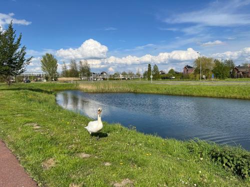 Surrounding environment, A tiny house - Amsterdam region in Lelystad Surrounding environment, A tiny house - Amsterdam region in Lelystad