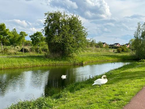 Surrounding environment, A tiny house - Amsterdam region in Lelystad Surrounding environment, A tiny house - Amsterdam region in Lelystad