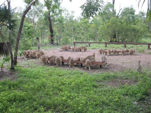 Nina's Ark Wildlife Sanctuary Package in باتشلور Nina's Ark Wildlife Sanctuary Package in باتشلور