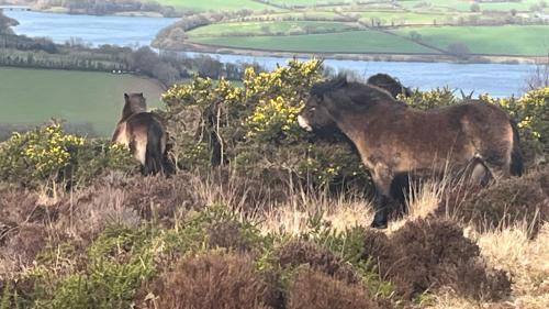 Exmoor BnB in Withypool on Two Moors Way in Withypool Exmoor BnB in Withypool on Two Moors Way in Withypool