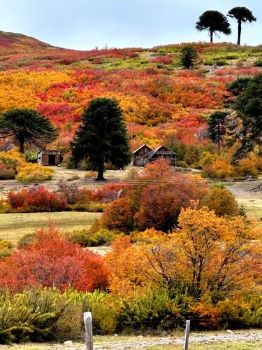 Enzojo-caviahue in 카비아우 Enzojo-caviahue in 카비아우