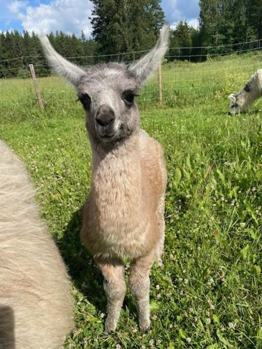 Pihasauna Mökki - Villa Alpaca Laamatila (Pihasauna Mokki - Villa Alpaca Laamatila) in Νόκια Pihasauna Mökki - Villa Alpaca Laamatila (Pihasauna Mokki - Villa Alpaca Laamatila) in Νόκια