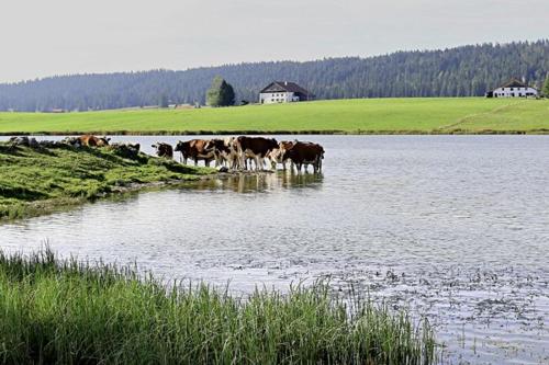 Studio à la ferme (Studio a la ferme) in La Brévine Studio à la ferme (Studio a la ferme) in La Brévine