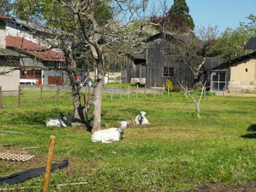 Pemandangan luar, 白神山地の麓でヤギのいるゲストハウス あわじ商店 (白神山地の麓でヤギのいるゲストハウス あわじ商店) in Kitaakita Pemandangan luar, 白神山地の麓でヤギのいるゲストハウス あわじ商店 (白神山地の麓でヤギのいるゲストハウス あわじ商店) in Kitaakita