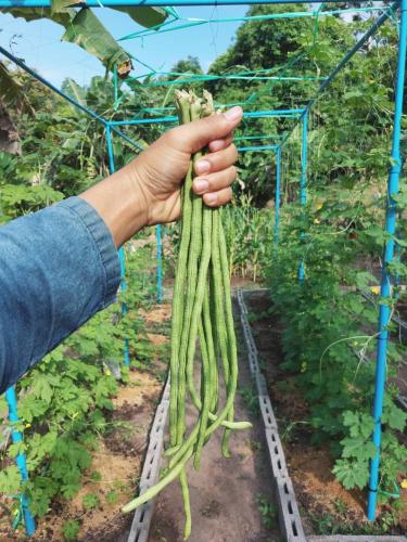 Samui Camping Farm in Na Muang Samui Camping Farm in Na Muang