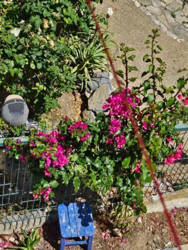 Сад, Bodrumda şirin ev (Bodrumda sirin ev) in Йокубасі Сад, Bodrumda şirin ev (Bodrumda sirin ev) in Йокубасі