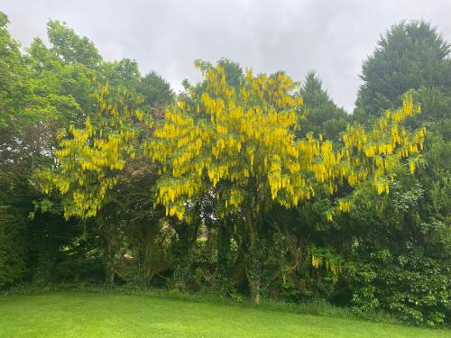 Palm Grove B&B in Cashel Palm Grove B&B in Cashel