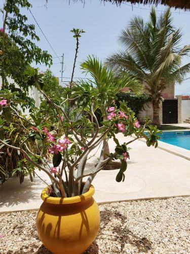 tuin, Senekera villa 3 chambres SDB avec piscine petite côte (Senekera villa 3 chambres SDB avec piscine petite cote) in Ouoran tuin, Senekera villa 3 chambres SDB avec piscine petite côte (Senekera villa 3 chambres SDB avec piscine petite cote) in Ouoran