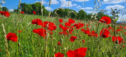 LE NID DES PLANCHETTES - Suite Chambres d'Hotes in Villers-Chief LE NID DES PLANCHETTES - Suite Chambres d'Hotes in Villers-Chief