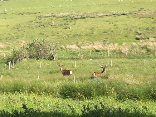 Cape Wrath Lodge in دورنيس Cape Wrath Lodge in دورنيس