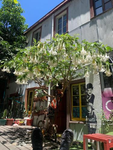 Art Hostel Casa Chaman in Valparaiso Art Hostel Casa Chaman in Valparaiso