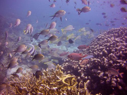 This photo about Big Blu Mafia Island Diving Resort shared on HyHotel.com