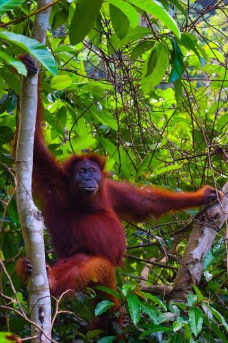 Jhony's Backpacker-Guest House in Bukit Lawang Jhony's Backpacker-Guest House in Bukit Lawang