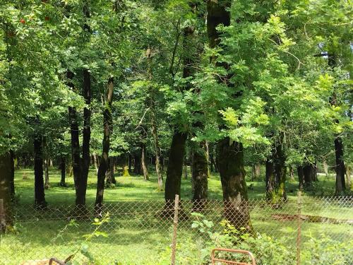 дом в лесу in Samtredia дом в лесу in Samtredia