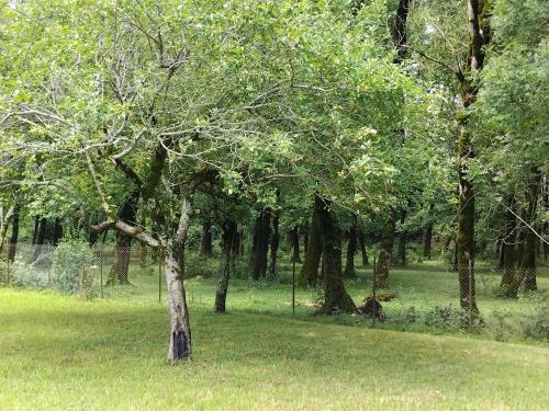 дом в лесу in Samtredia дом в лесу in Samtredia