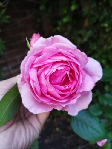 Vrt, Tranquil Retreat - Free American Pancake-Guest House in Arnhem Vrt, Tranquil Retreat - Free American Pancake-Guest House in Arnhem