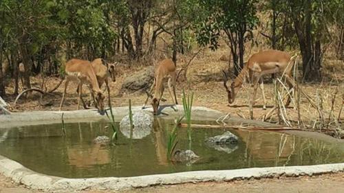 This photo about Mokorro Game Ranch and Lodge shared on HyHotel.com