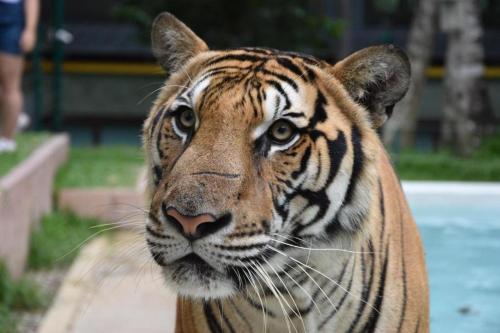 アイヤ ブティック ルーム15