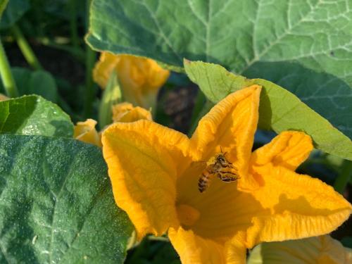 Kilátás, Les Bouquetins in Stosswihr Kilátás, Les Bouquetins in Stosswihr