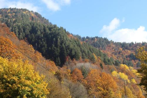 allone in the forest მარტო ტყეში in Glola allone in the forest მარტო ტყეში in Glola