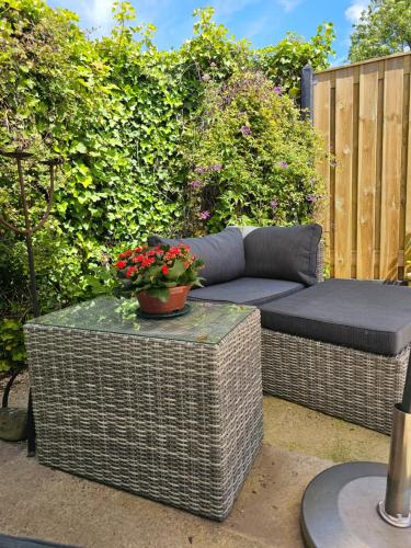 Witte Magnolia in Haamstede Witte Magnolia in Haamstede