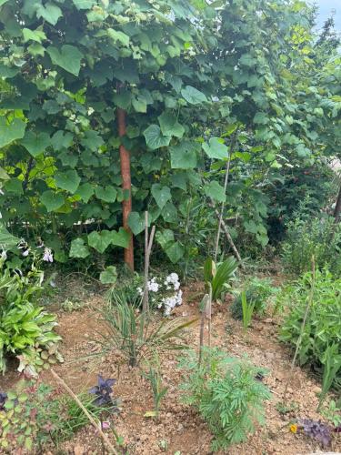 House in Tsikhisdziri, Kobuleti in Buknari House in Tsikhisdziri, Kobuleti in Buknari