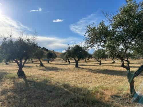 Kert, Horta Da Vila in Alvito Kert, Horta Da Vila in Alvito