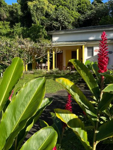 Градина, Les Cycas in Saint-Claude Градина, Les Cycas in Saint-Claude