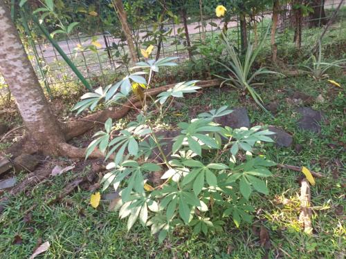 Sud mayotte TSIMKOURA in 시롱기 Sud mayotte TSIMKOURA in 시롱기