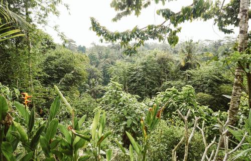 Teba One Cottages Ubud