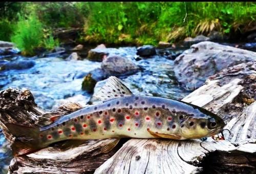Гостевой дом Туманян (Гостевои дом Туманян) in Tʼumanyan Гостевой дом Туманян (Гостевои дом Туманян) in Tʼumanyan