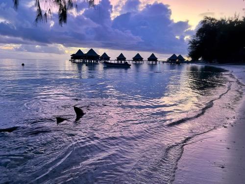 Beach, HINAMOE LODGE in Rangiroa Beach, HINAMOE LODGE in Rangiroa