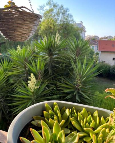 Location proche de toute commodites a 1 minute du tramway et a 9 min de centre ville et parking grat in Le Ray Location proche de toute commodites a 1 minute du tramway et a 9 min de centre ville et parking grat in Le Ray