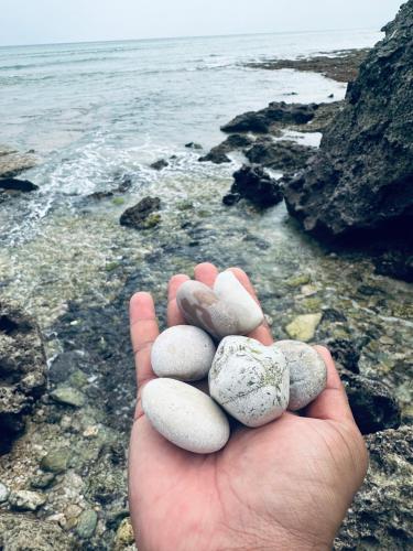 FIG SHADES مزرعة ظلال التين in Tiwi FIG SHADES مزرعة ظلال التين in Tiwi