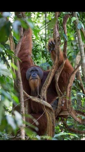 Sawah Resto Bungalow & Jungle Trekking in Bukit Lawang Sawah Resto Bungalow & Jungle Trekking in Bukit Lawang